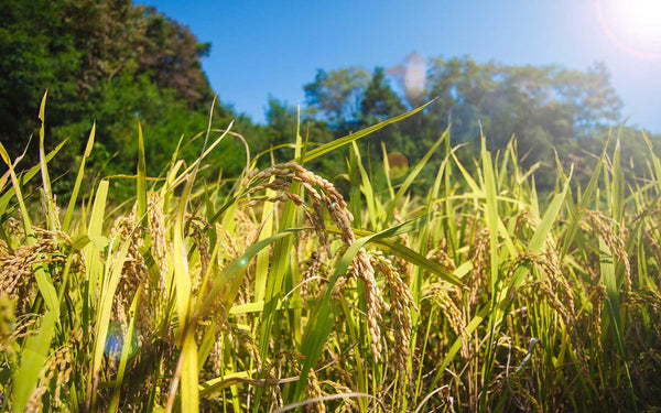 Five cosmetic raw materials obtained from rice, have been acquired the COSMOS approved