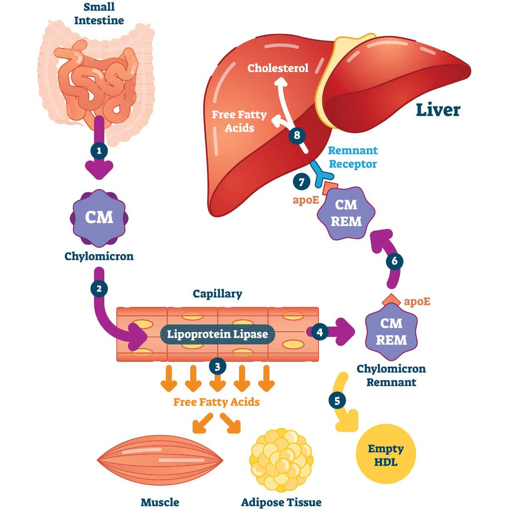 Oryza Gammax® - For Reducing Cholesterol and Triglycerides