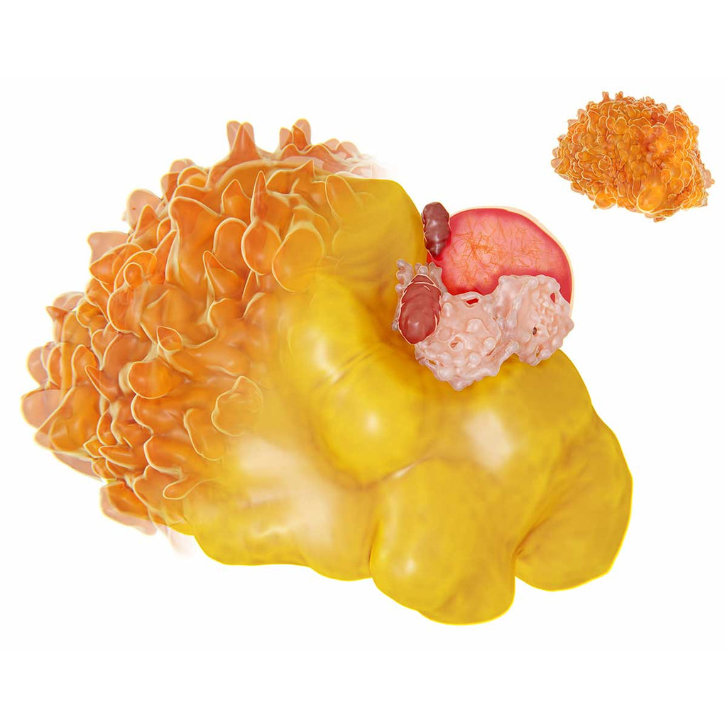 Oryza Gammax® - For Reducing Cholesterol and Triglycerides