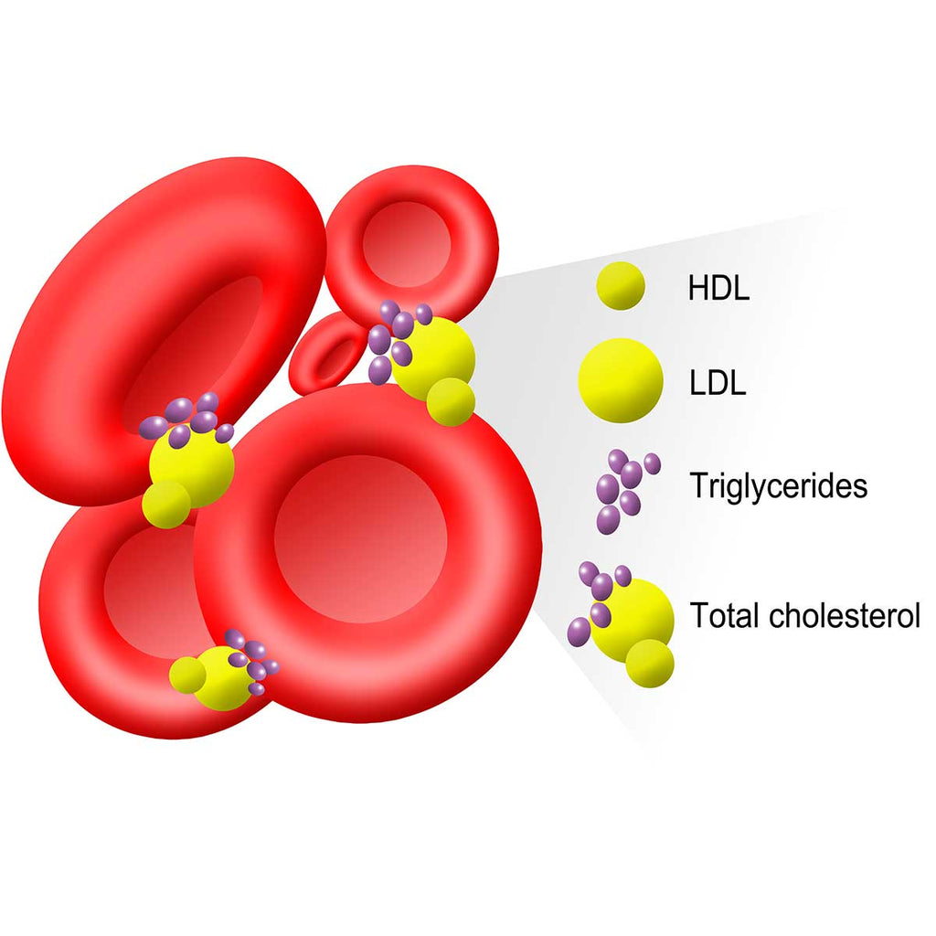 Oryza Gammax® - For Reducing Cholesterol and Triglycerides