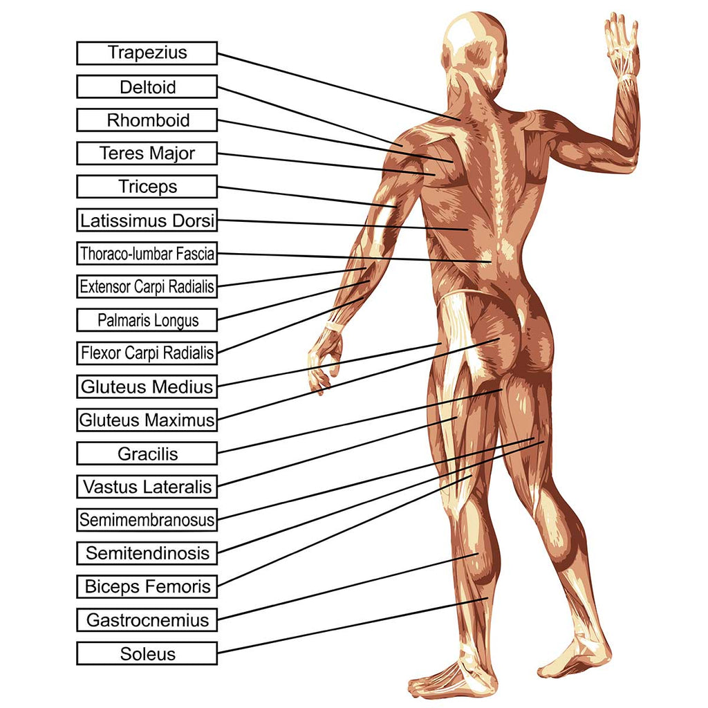 Oryza Gammax® - The Effects of GAMMA ORYZANOL on Muscular Strength (Double-blind clinical trial)